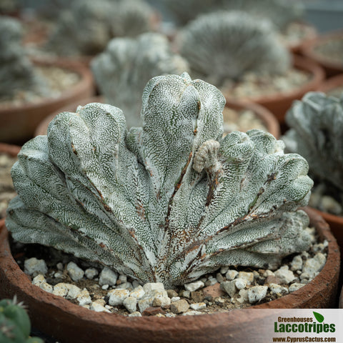 Astrophytum myriostigma cristata