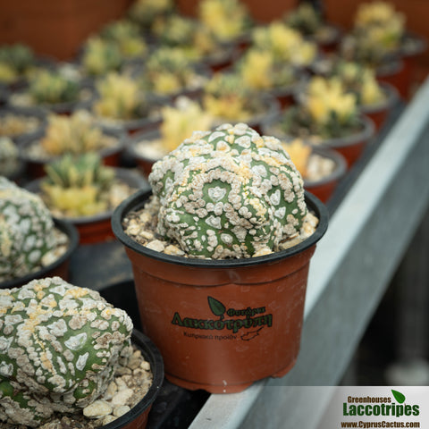 Astrophytum asterias hanazono