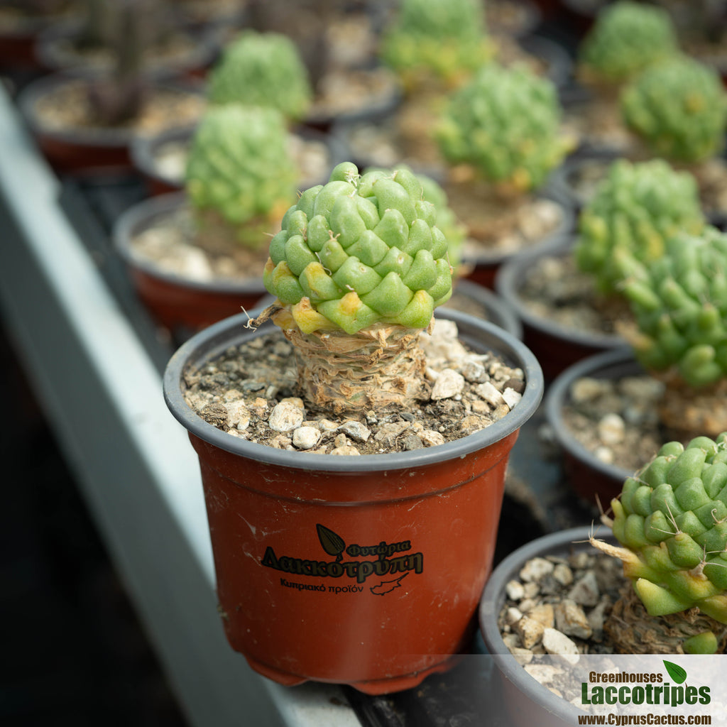 mammillaria longimamma Mammillaria longimamma monstrosus – Cyprus Cactus