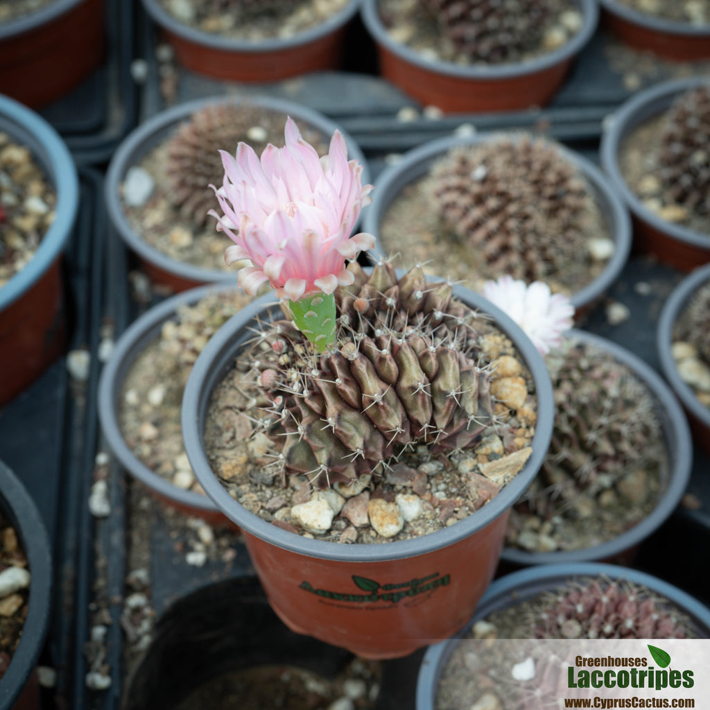 Gymnocalycium anisitsii cristatum – Cyprus Cactus