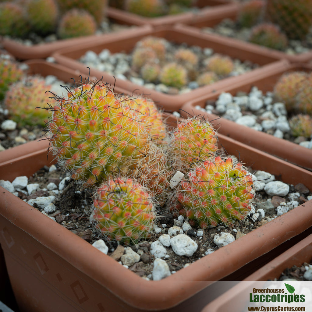 Mammillaria beneckei variegata – Cyprus Cactus