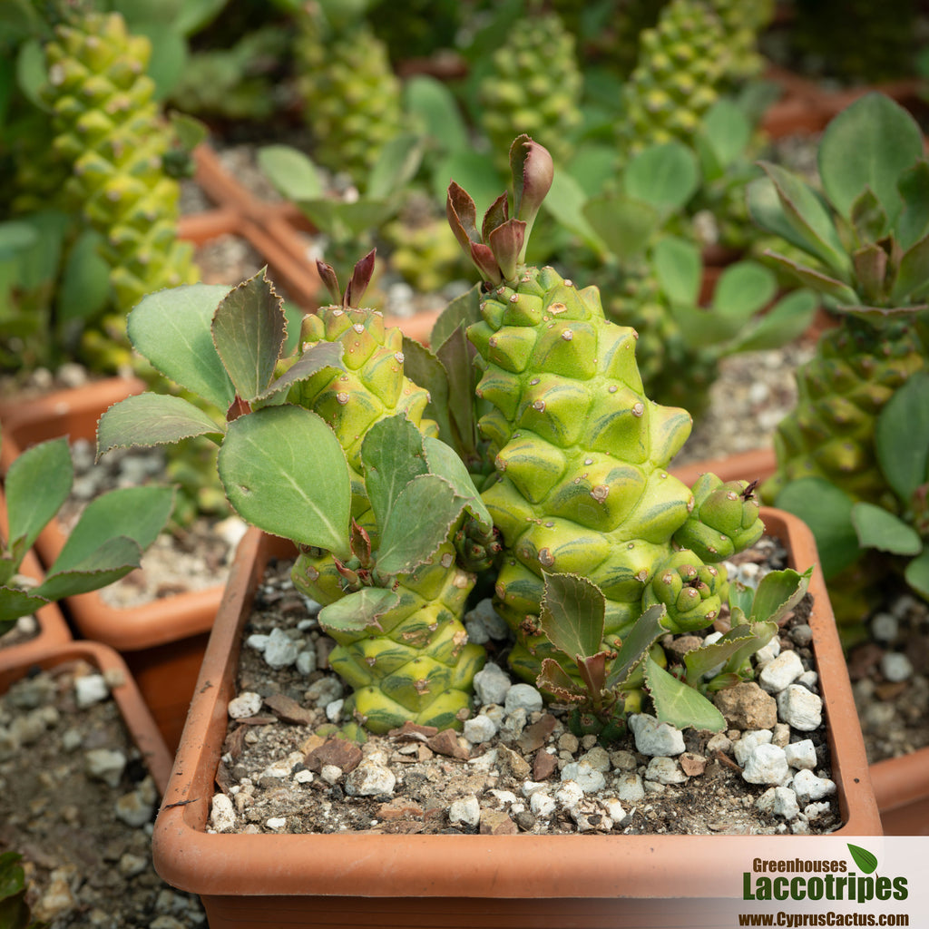Monadenium ritchiei variegata – Cyprus Cactus