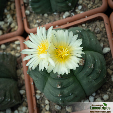 Astrophytum  myriostigma cv. Kikko Nudum