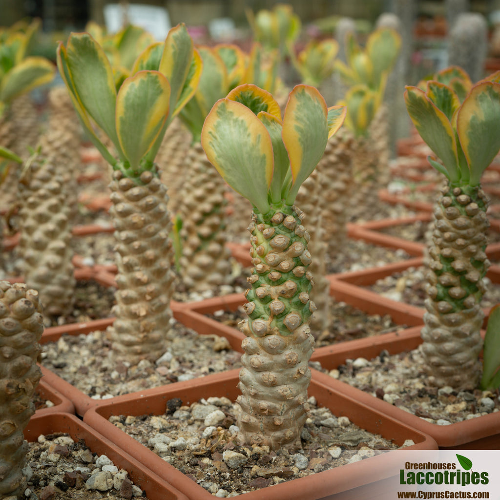 euphorbia poissonii variegata Euphorbia poissonii variegated – Cyprus Cactus