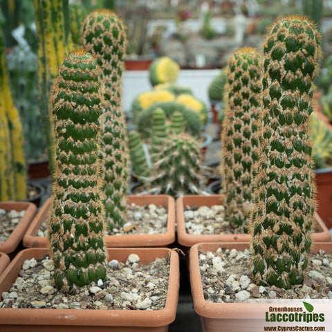 Trichocereus spachianus monstrosus