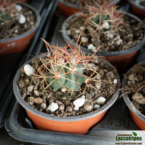 Ferocactus acanthodes