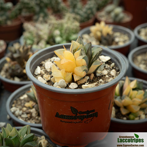 Haworthia heidelbergensis variegated