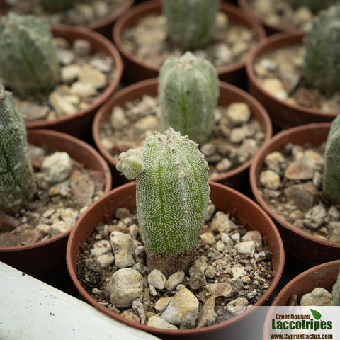 Astrophytum myriostigma cv. HUBUKI