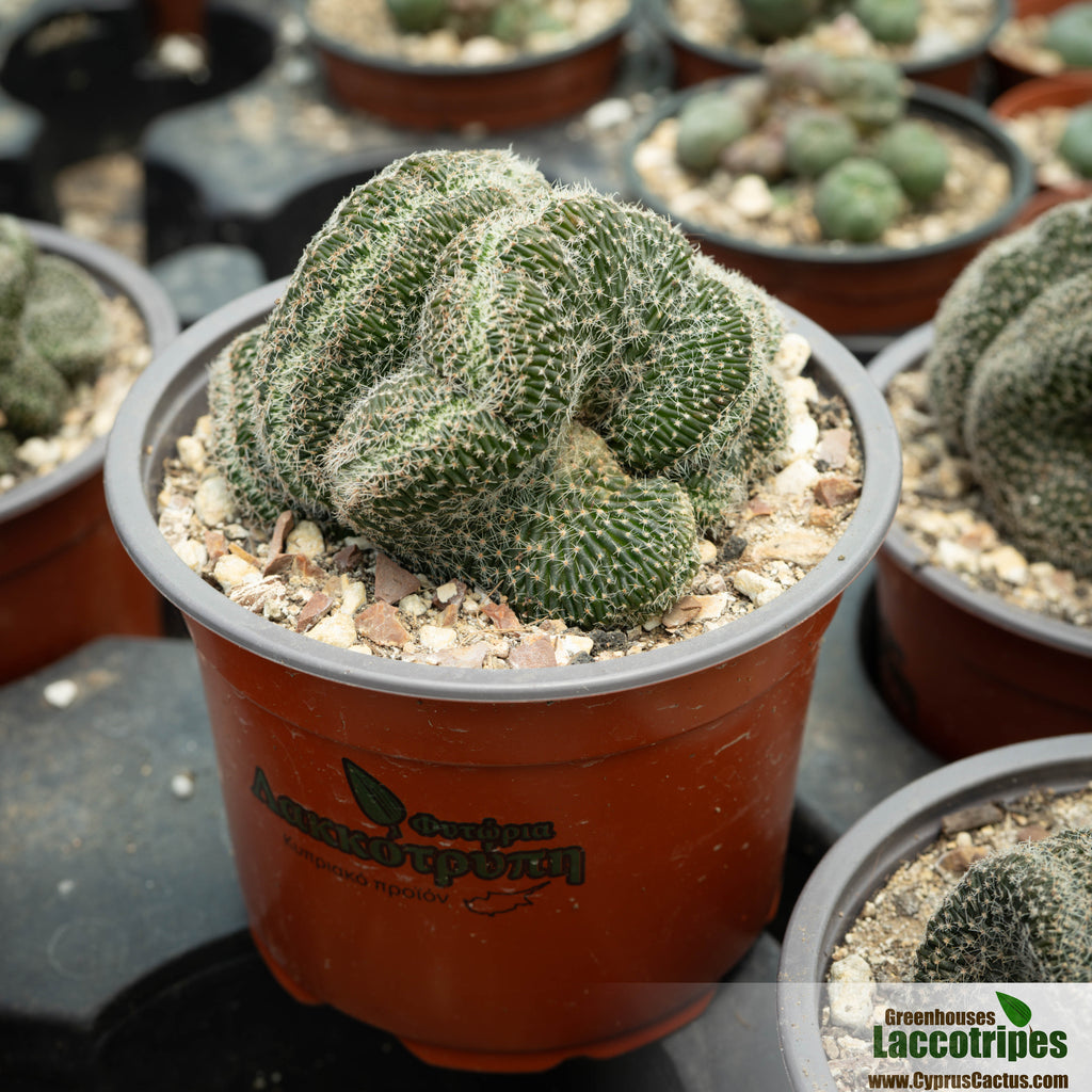Lobivia densispina cristata – Cyprus Cactus