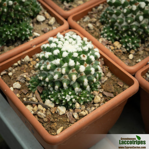 Mammillaria sp. monstrosa