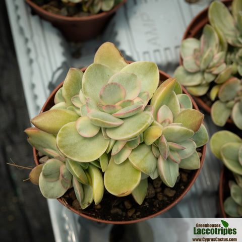 Crassula swaziensis variegata