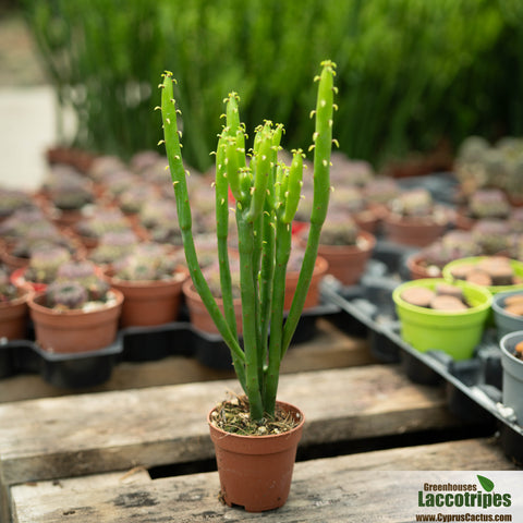 Euphorbia leucodendron