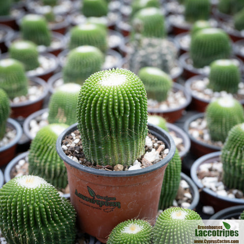 Notocactus leninghausii Inermis