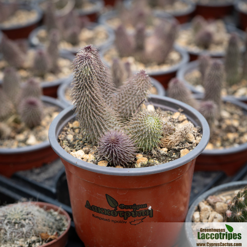 Stapelianthus pilosus Cyprus Cactus