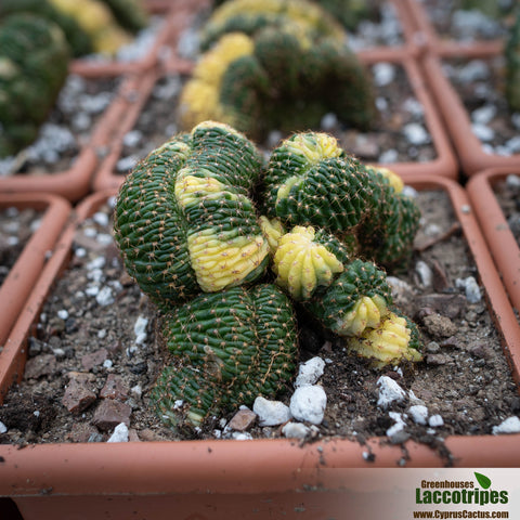 Lobivia arachnacantha cristata variegata