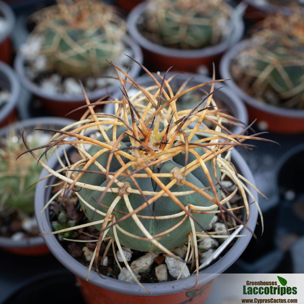 Gymnocalycium cardenasianum. – Cyprus Cactus