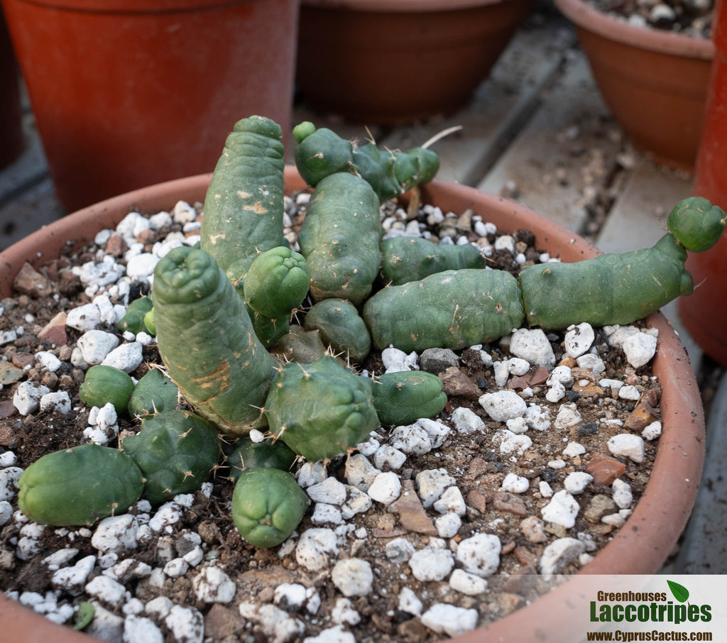 Echinocereus pentalophus inermis – Cyprus Cactus