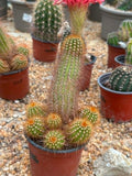 Echinopsis hybrid