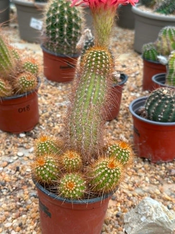 Echinopsis hybrid