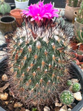 Turbinicarpus saueri