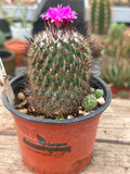 Turbinicarpus saueri
