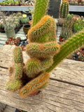 Cleistocactus winteri cristata