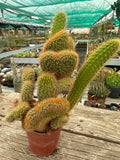 Cleistocactus winteri cristata