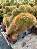 Cleistocactus winteri cristata