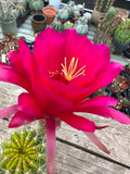 Trichocereus hybrid - Pink