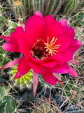 Trichocereus hybrid - Pink