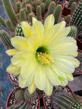 Trichocereus hybrid - Yellow