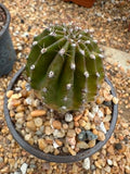 Echinopsis hybrid - Pink