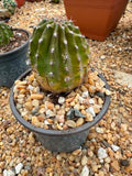 Echinopsis hybrid - Pink
