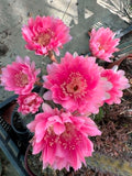 Echinopsis hybrid - Pink