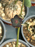 Matelea cyclophylla
