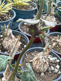 Matelea cyclophylla