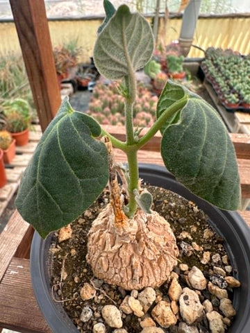 Matelea cyclophylla
