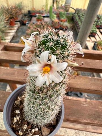 Mammillaria hutchisoniana