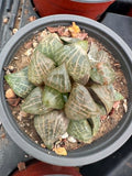Haworthia comptoniana