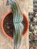 Aloe suprafoliata
