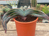 Aloe suprafoliata