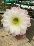 Echinopsis hybrid - Blush Pink