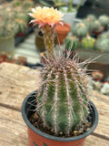 Echinopsis hybrid - Pastel Sunrise