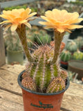 Echinopsis hybrid - Sunshine Yellow