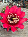 Trichocereus hybrid - Vibrant Red