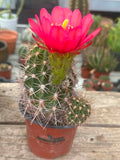 Trichocereus hybrid - Vibrant Red