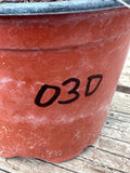 Trichocereus hybrid - Vibrant Red