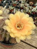 Echinopsis hybrid - Sunshine Yellow