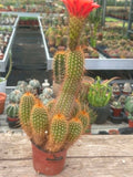 Trichocereus hybrid - Coral Red