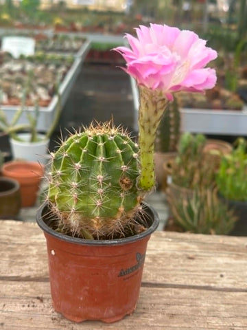 Echinopsis hybrid - Pink Beauty